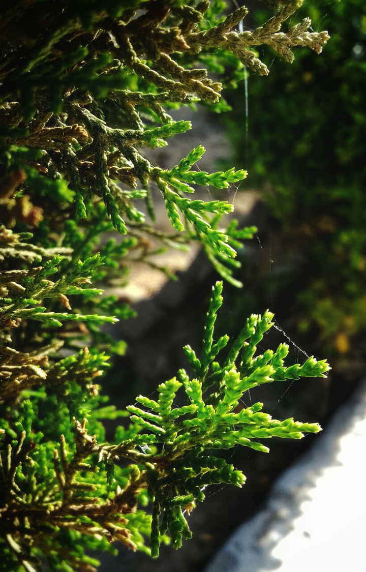closeup