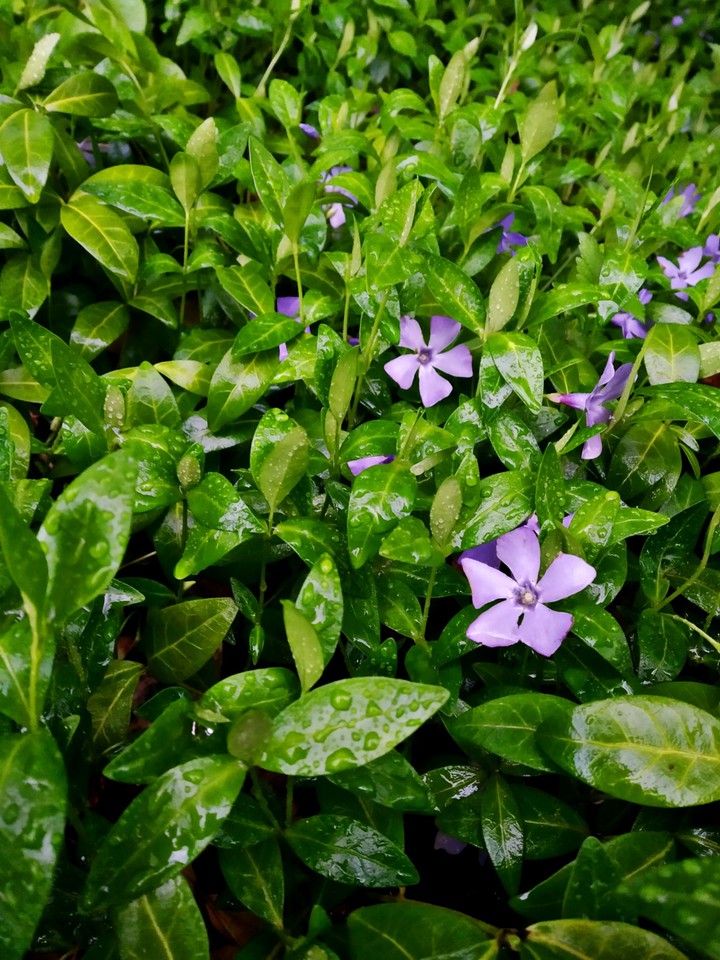 Nature