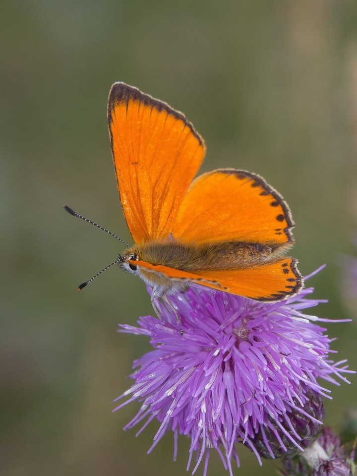 butterfly