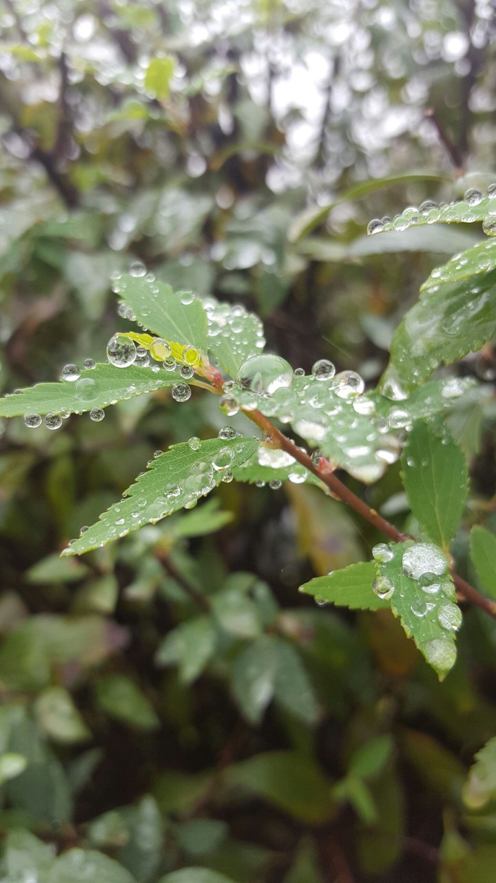 dew