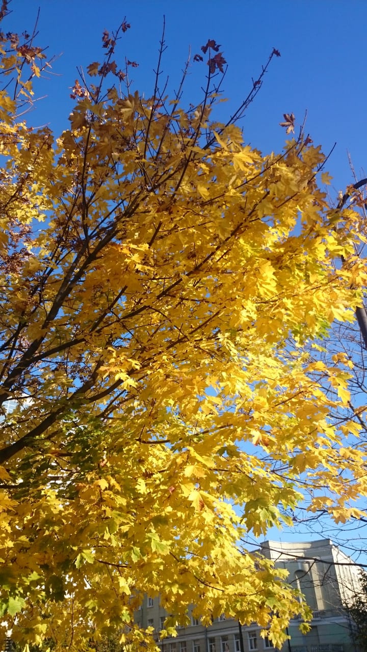 leaves