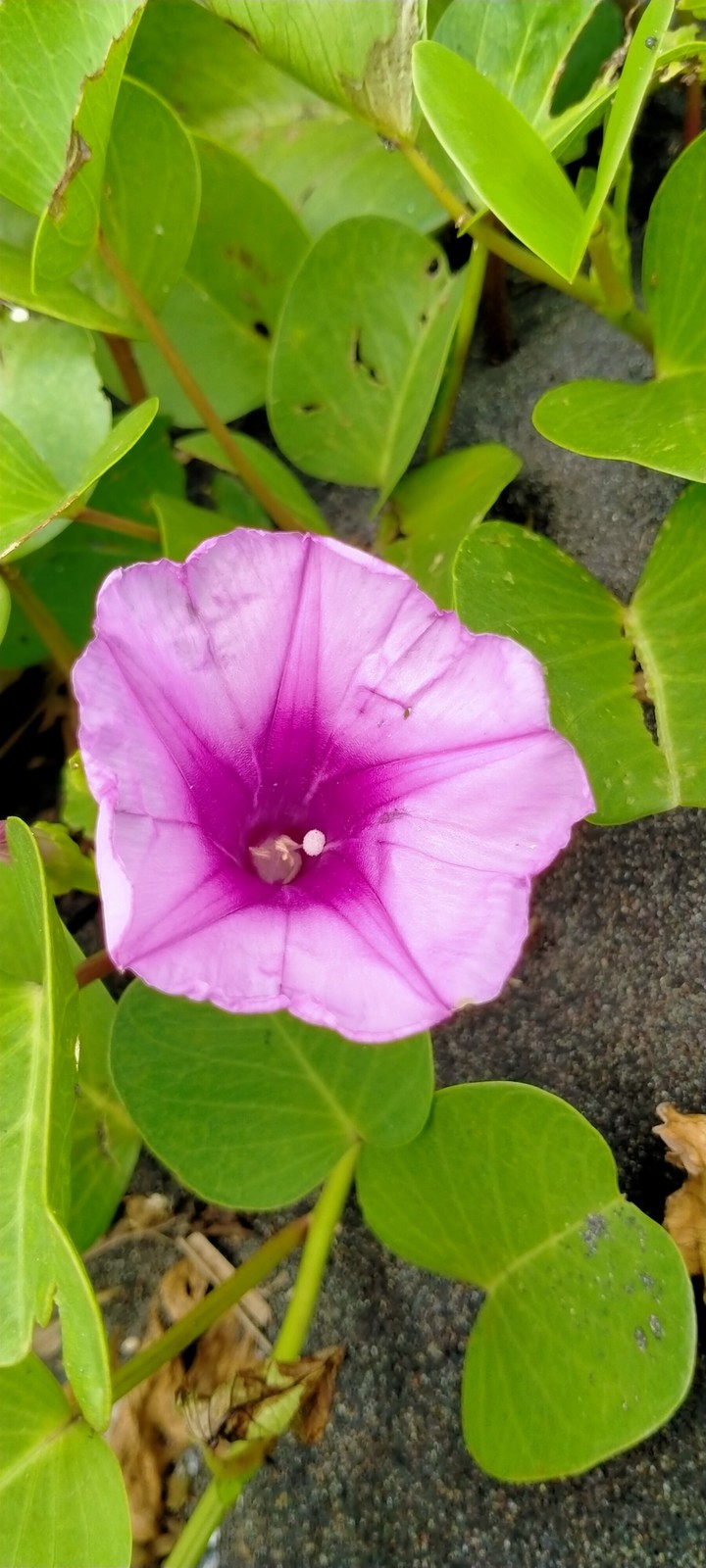 violet flower