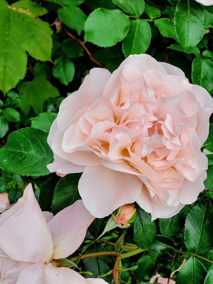 Roses
