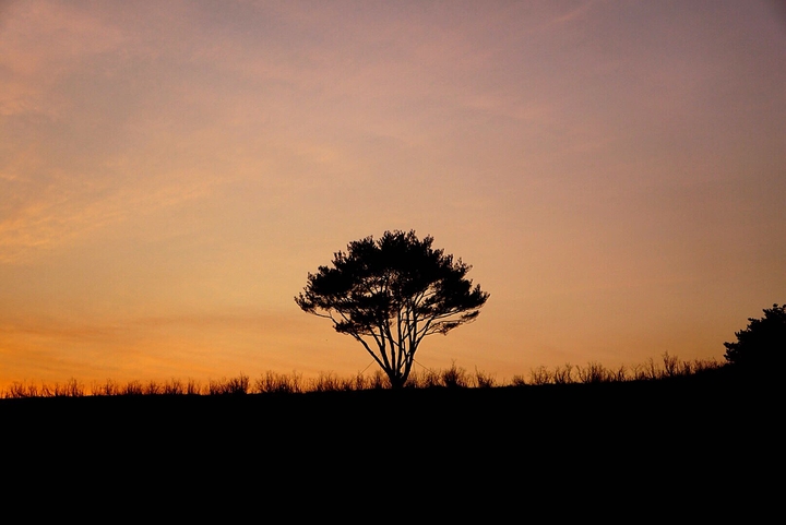 sunset, tree