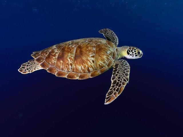 Turtle