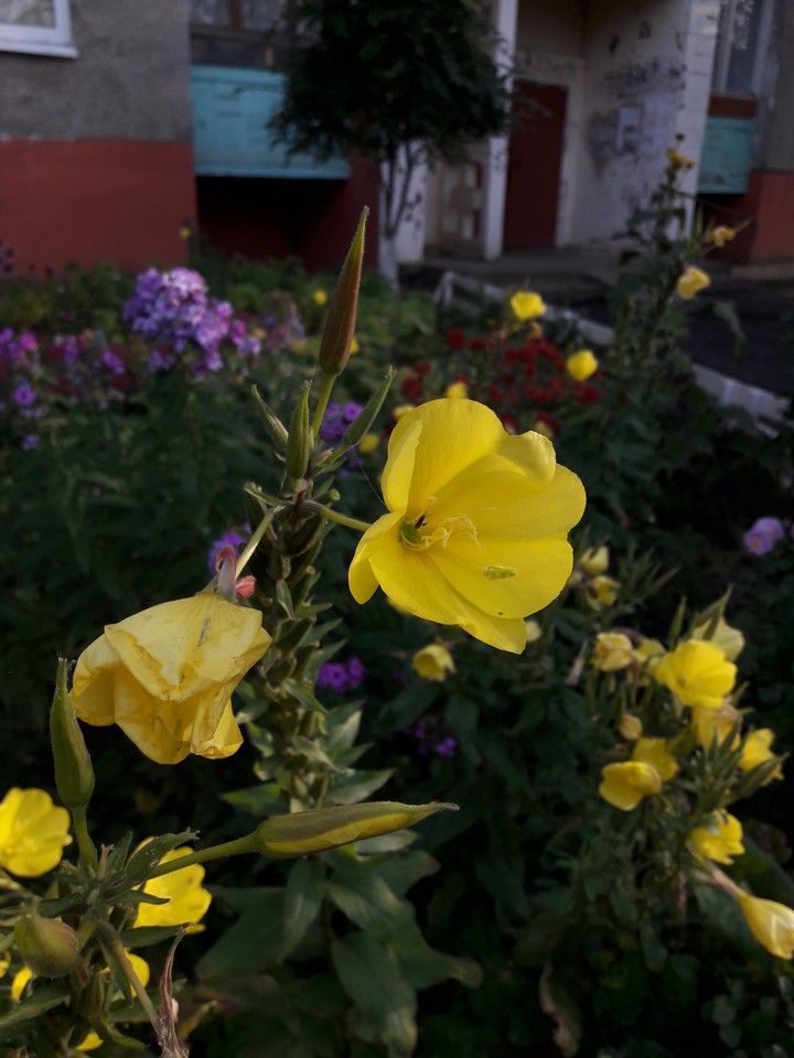 Flower