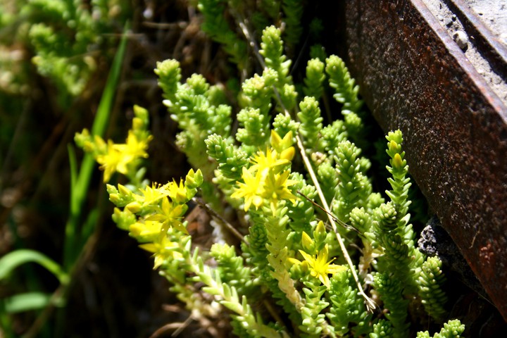 la natura  cresce  ovunque