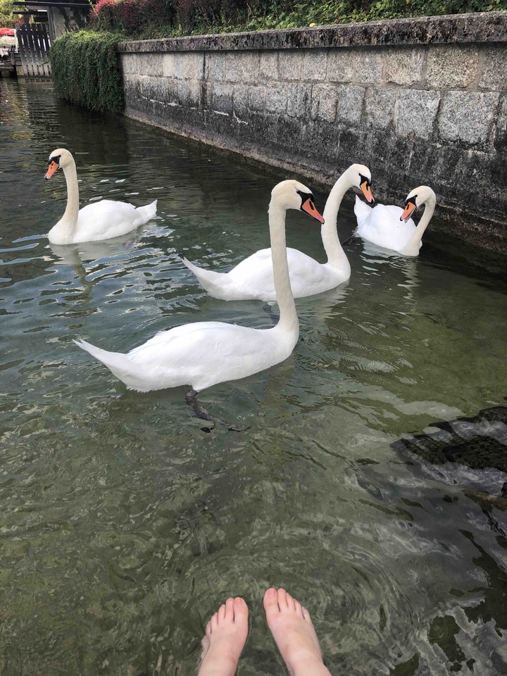 four swans