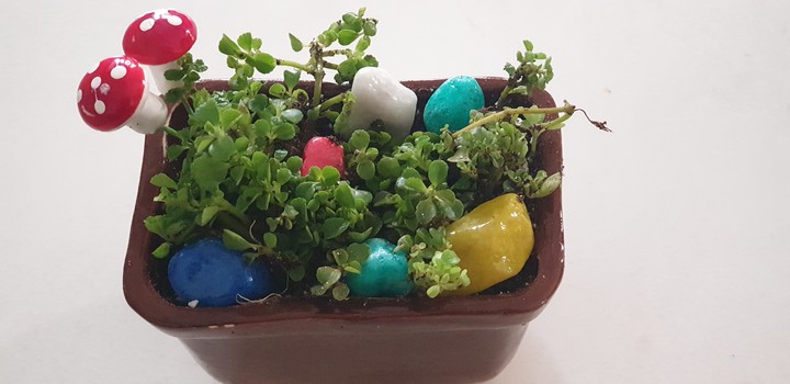 bonsai