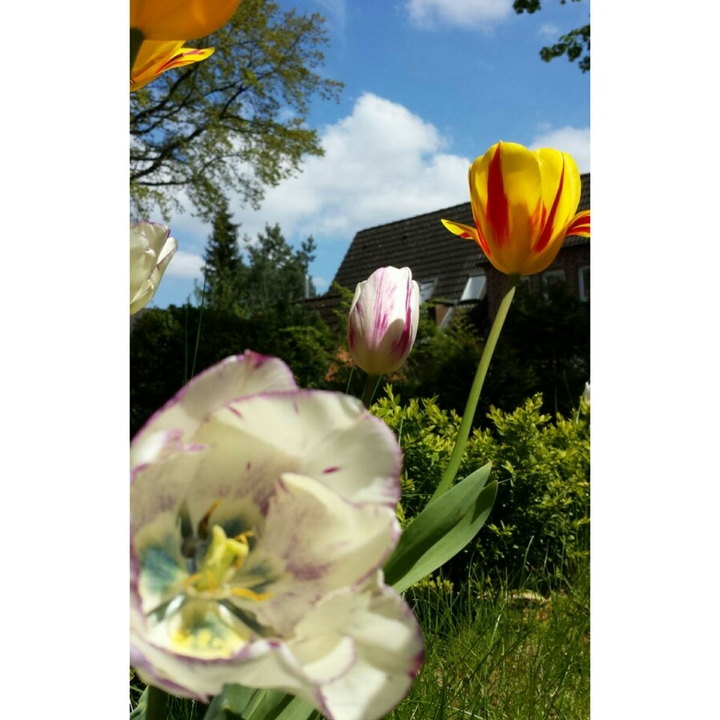 Flowers