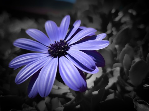 tapety violet, flower