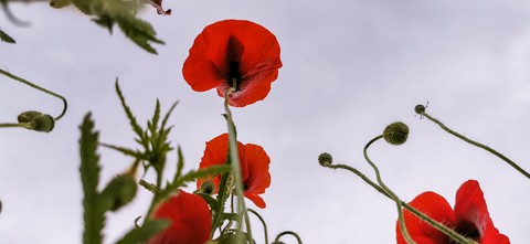 red