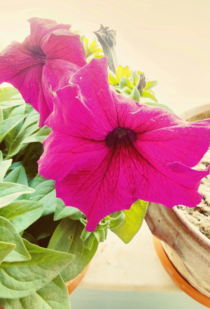 the flowers