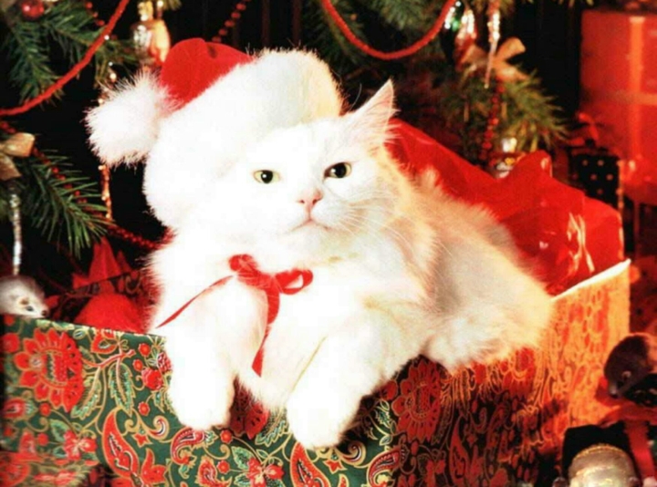 Christmas Cat Theme