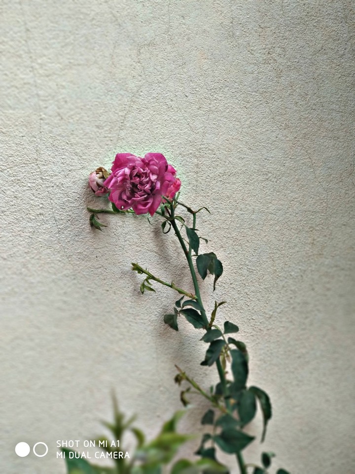 one of the best photo from my MI A1