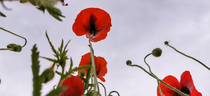 red