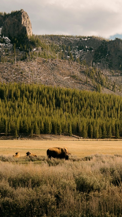 fonds d'écran pasture, Bull