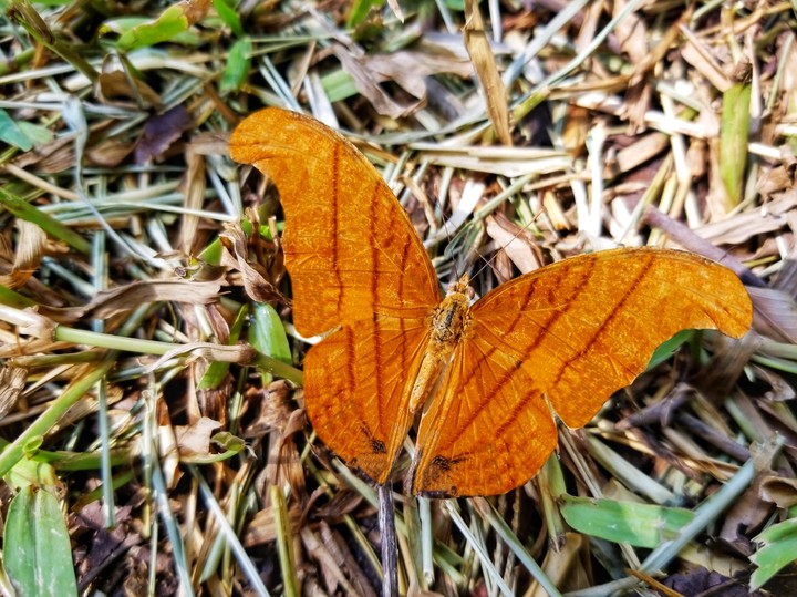 MARIPOSA NARANJA, SAN LORENZO, GRO.