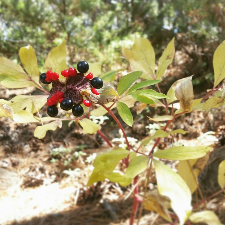 A kind of unusual enchantment