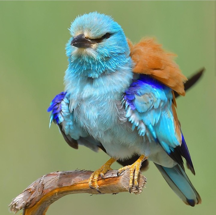 Ruffled