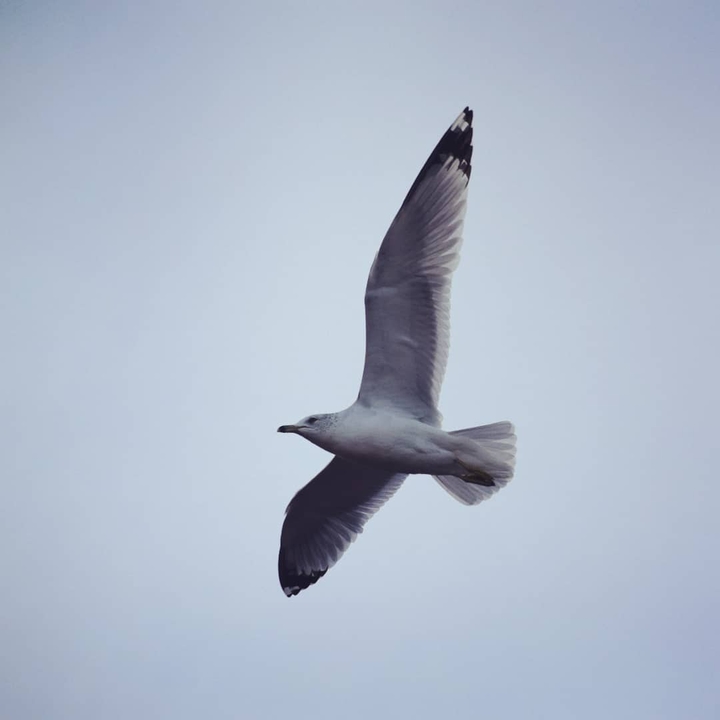 bird
