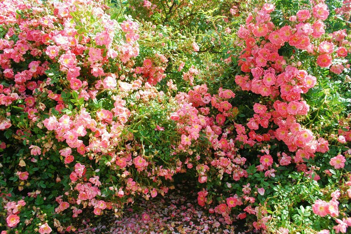 roses