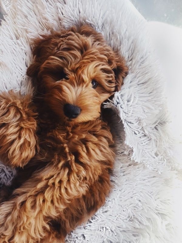 cute Poodle