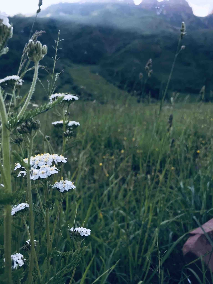 Wildflowers in the Colorado mountains
