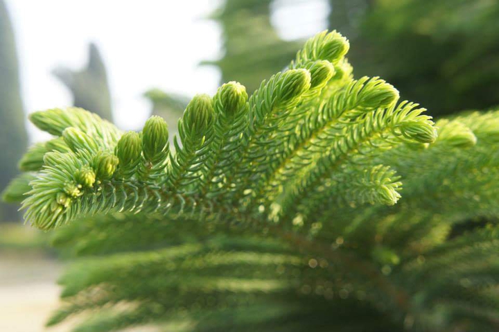 Branchy Leaves