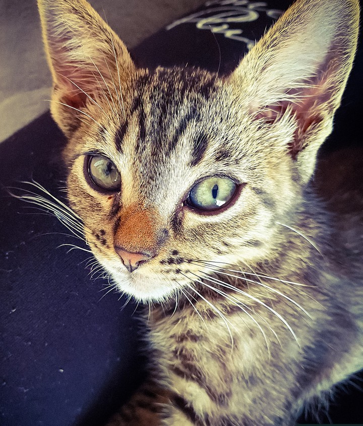love cat