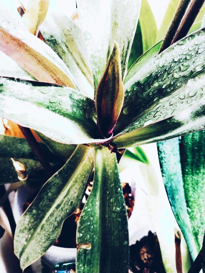 greenflower