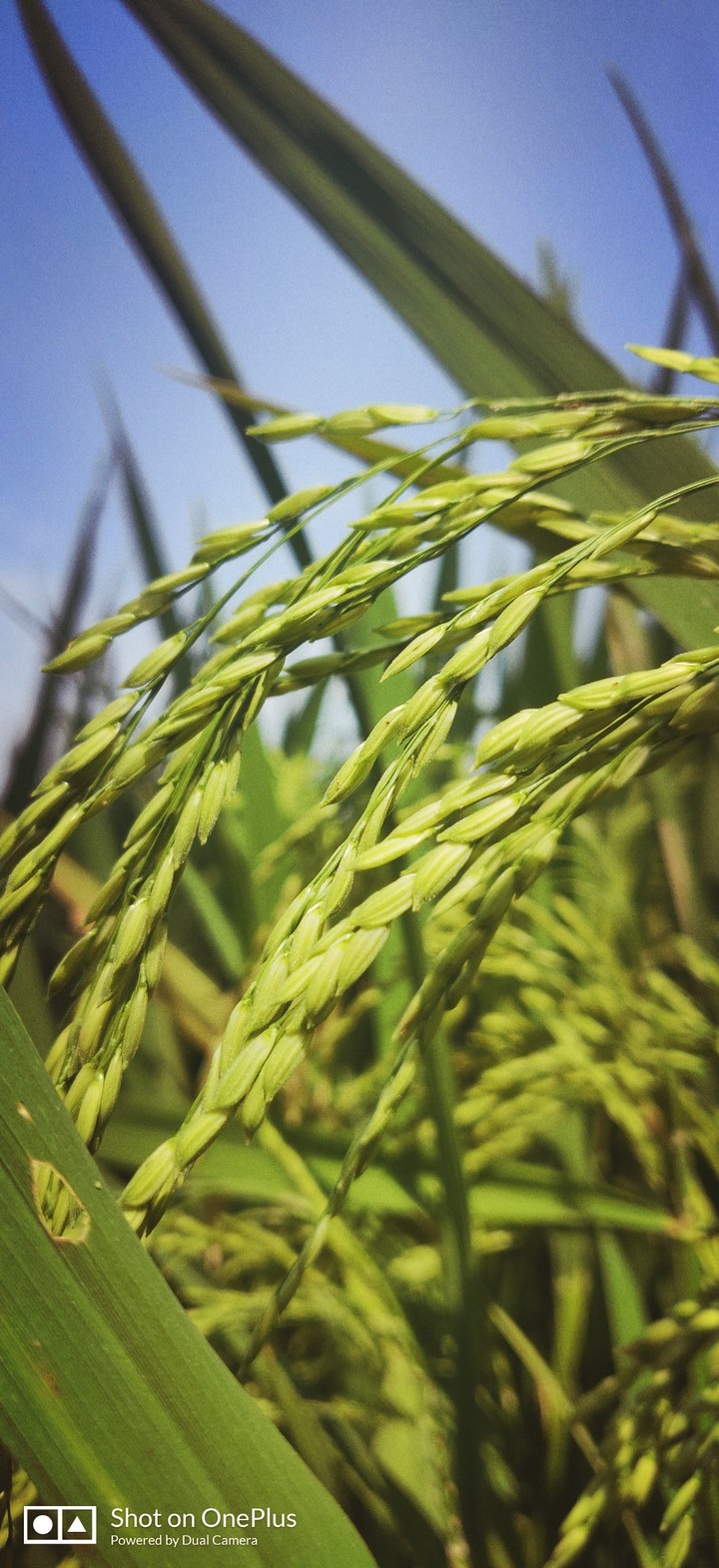 Rice paddey
