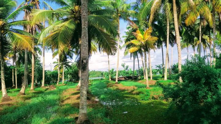trees beauty of kerala