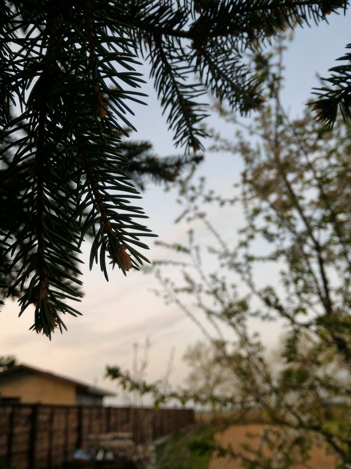 Ель