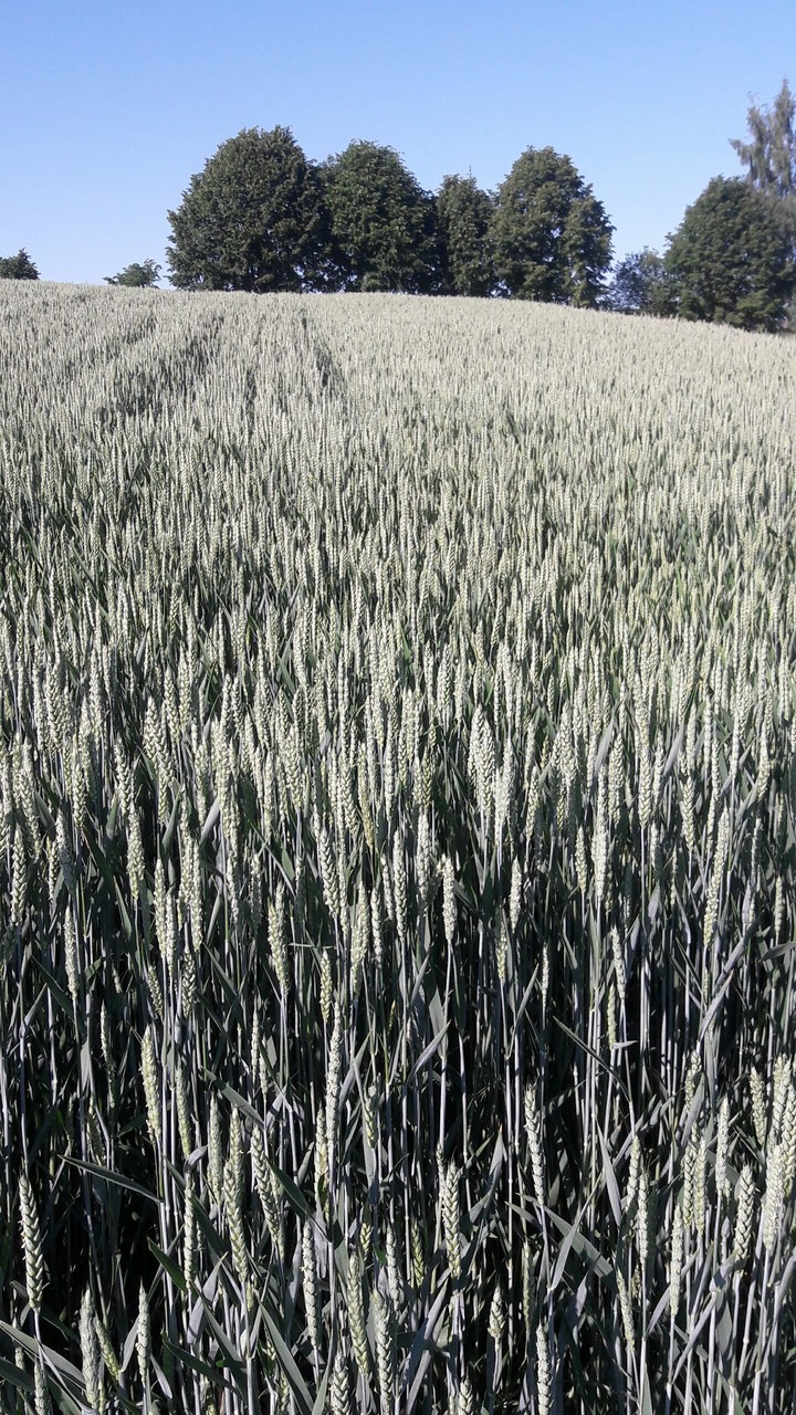 пшениця