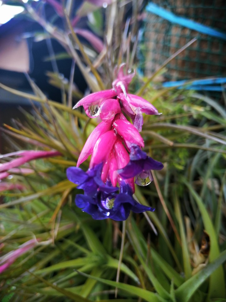 natureza
