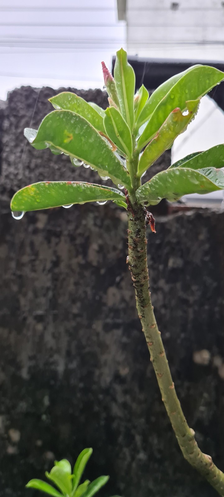 green plant