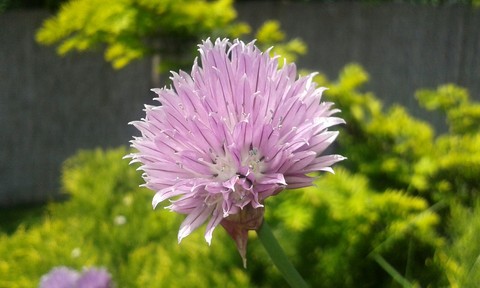 bib, flower háttérképek