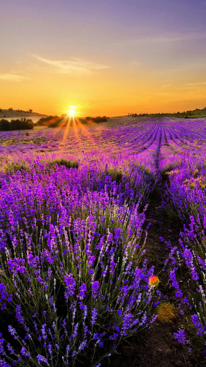 Lavanda