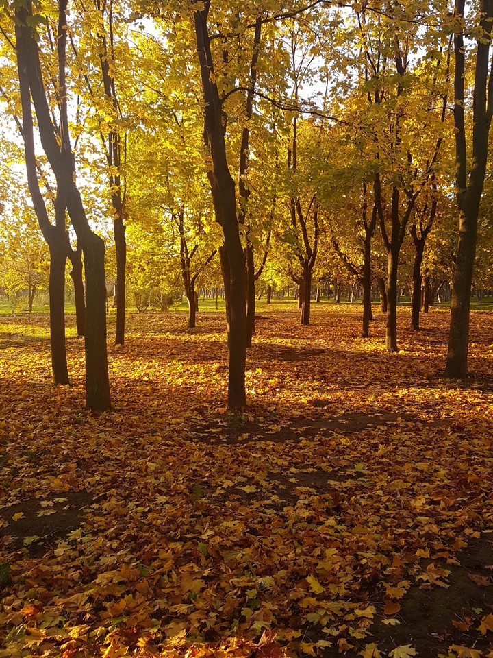 осенее  утро