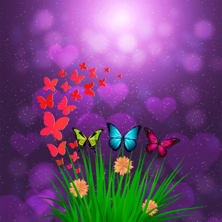 Love butterfly