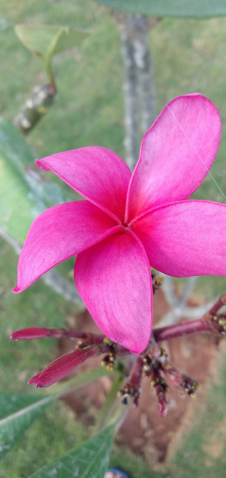 #Pink Beauty