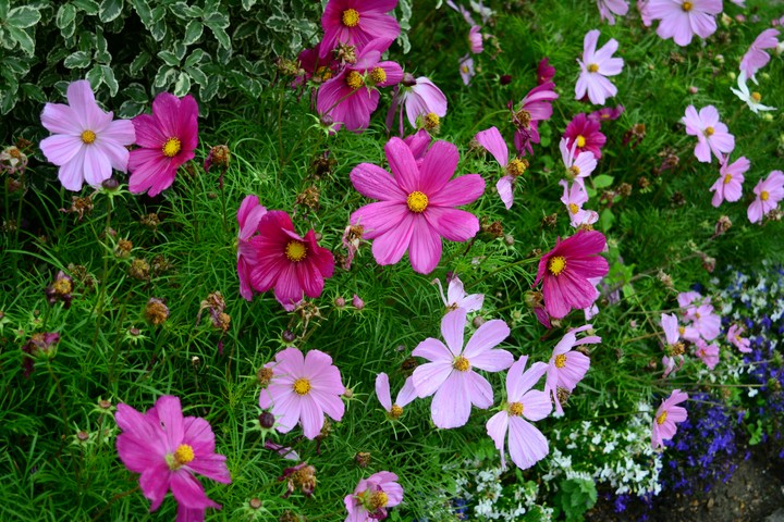 flowers