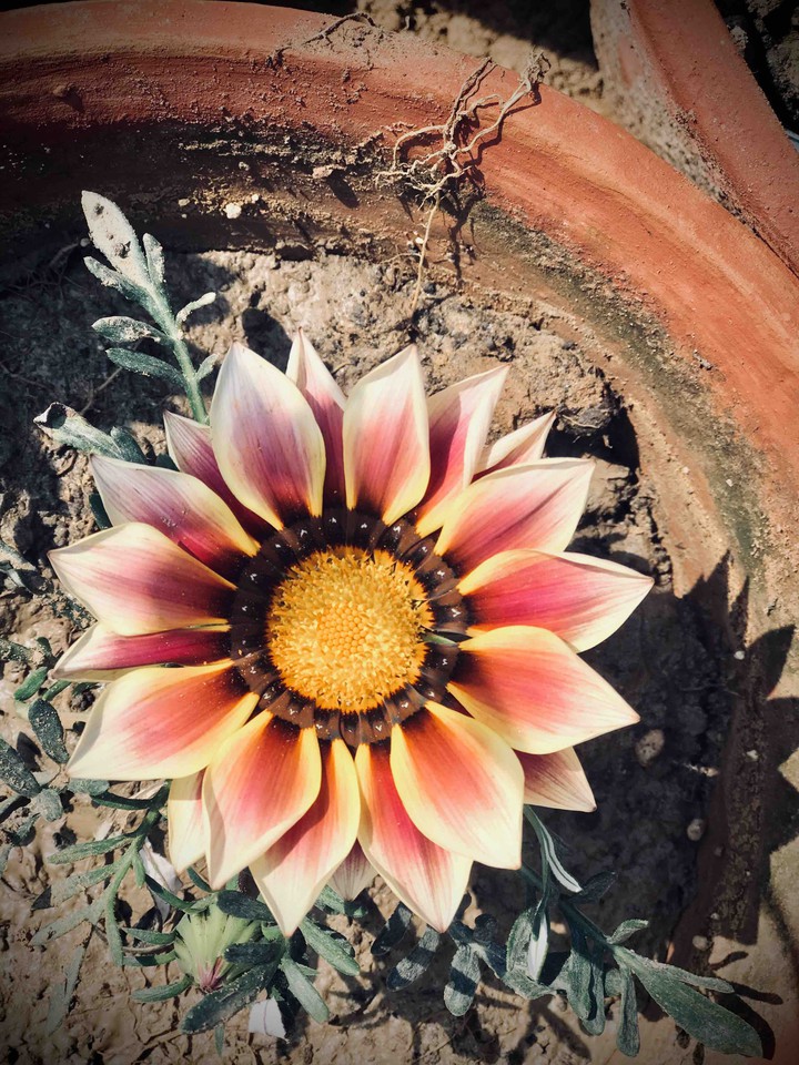 flower