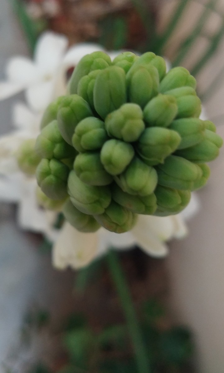 Lily Love