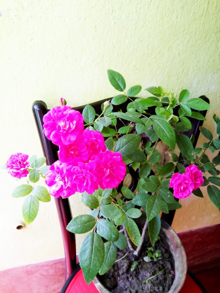 my garden's angels..