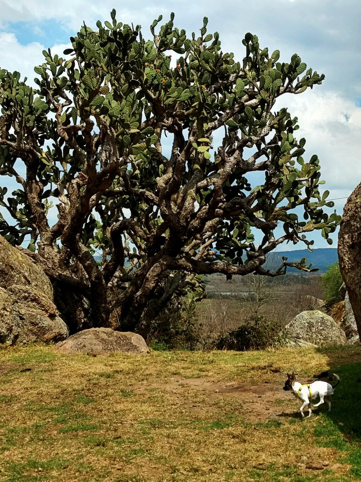 Sierras de Jalisco - Tapalpa, México