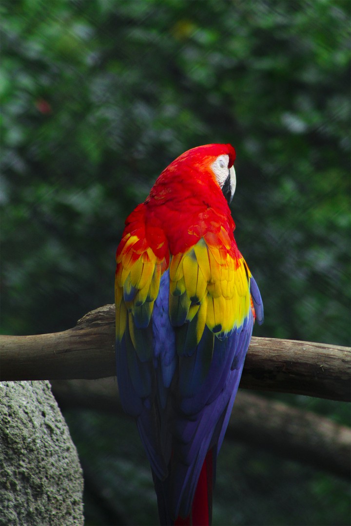pájaro descansando
