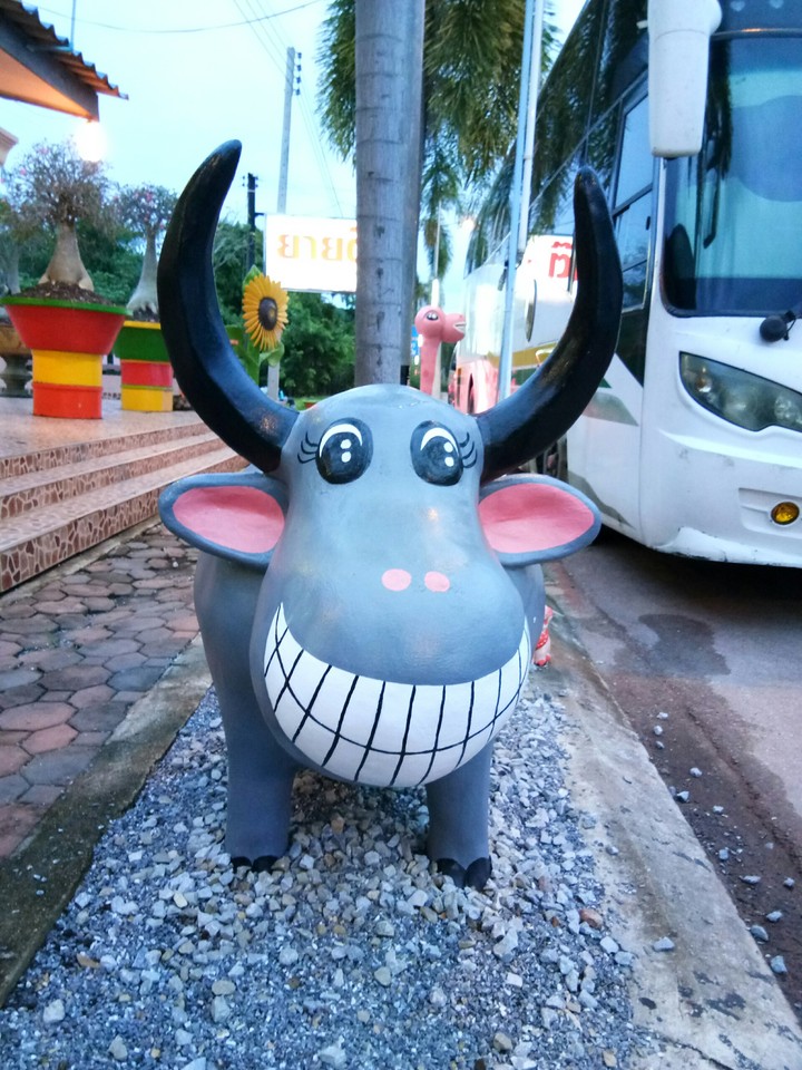 buffalo