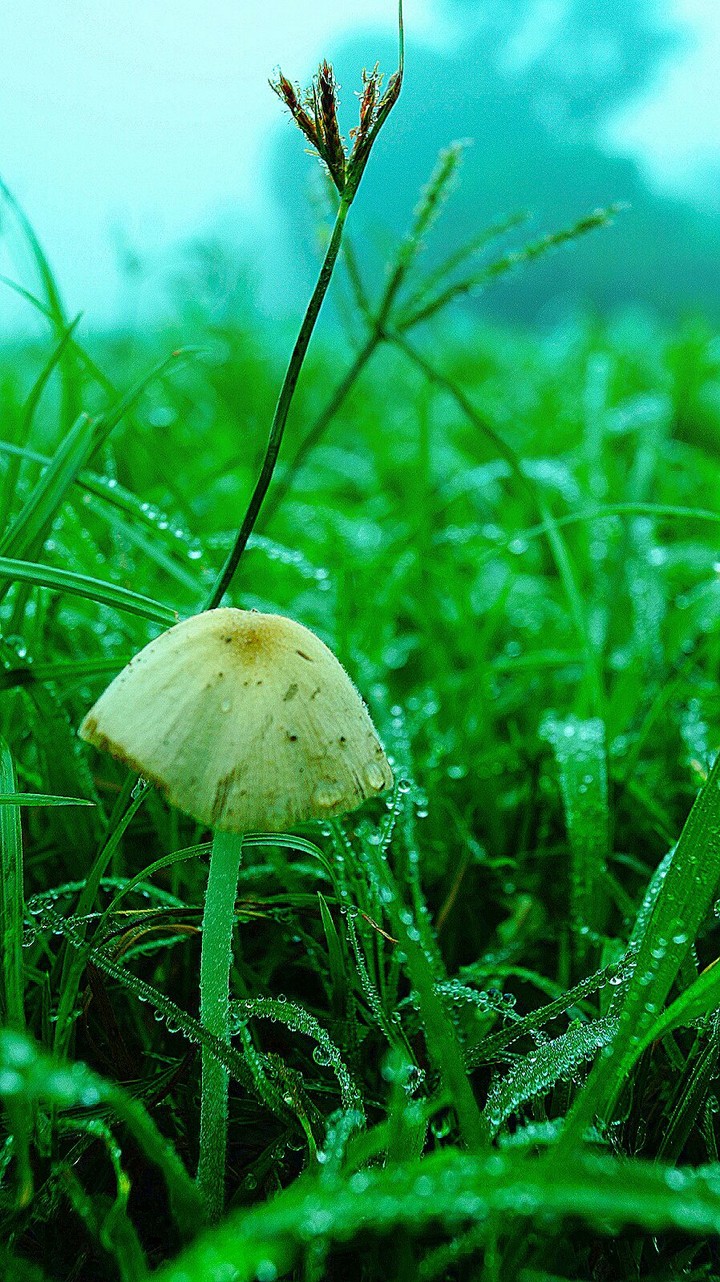 Morning Dew